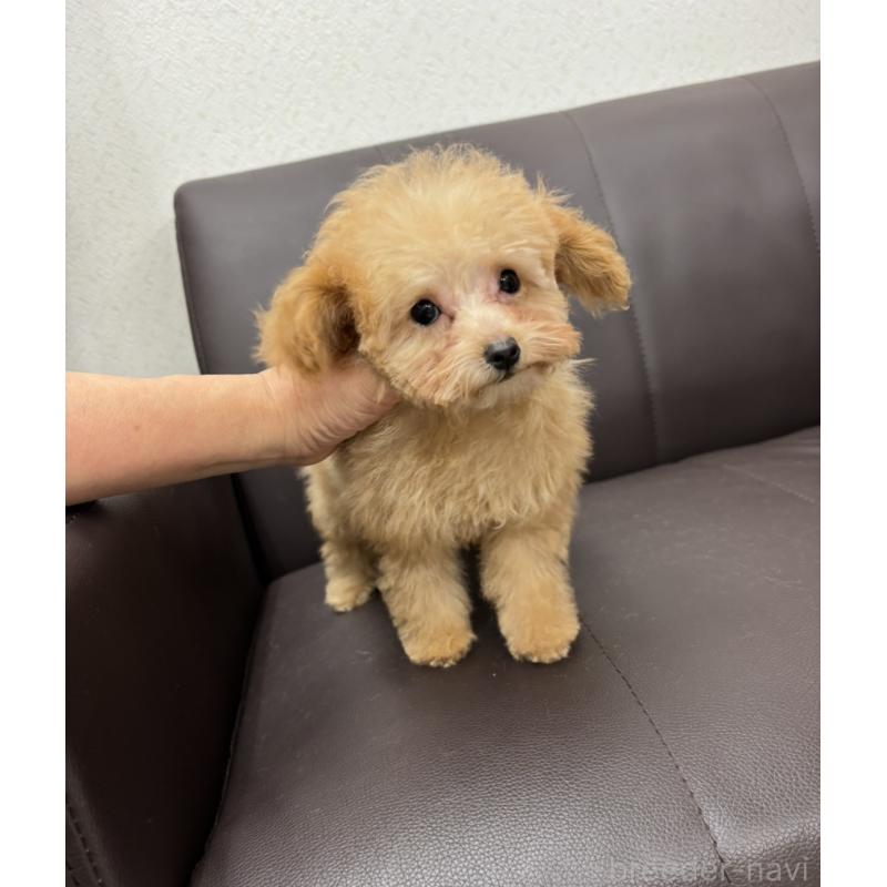 販売中の神奈川県のティーカッププードル-432098の5枚目