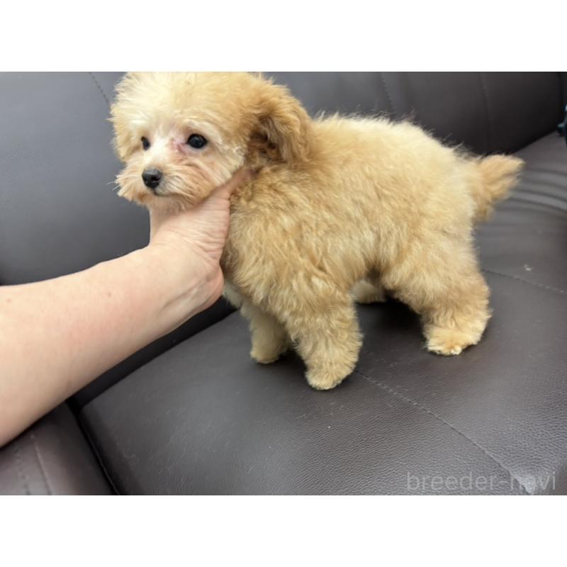 販売中の神奈川県のティーカッププードル-432098の4枚目