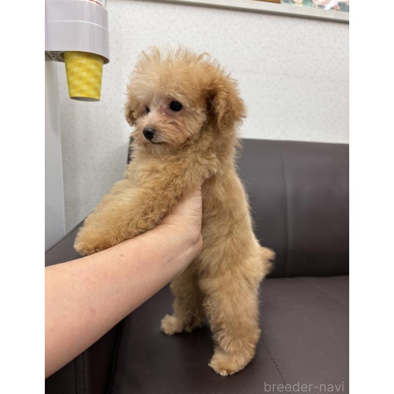 販売中の神奈川県のティーカッププードル-432098の3枚目