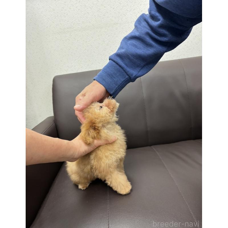 販売中の神奈川県のティーカッププードル-432098の2枚目