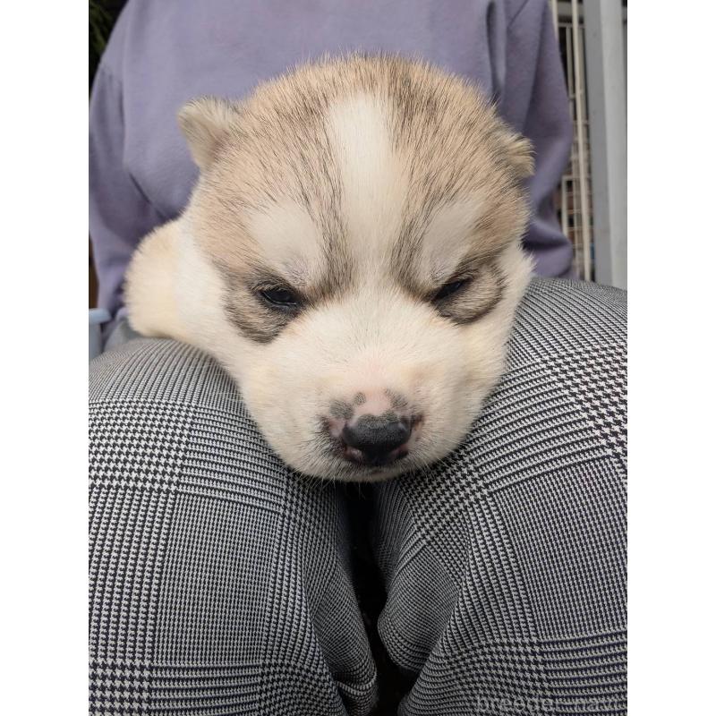 販売中の宮崎県のシベリアンハスキー-432099の5枚目