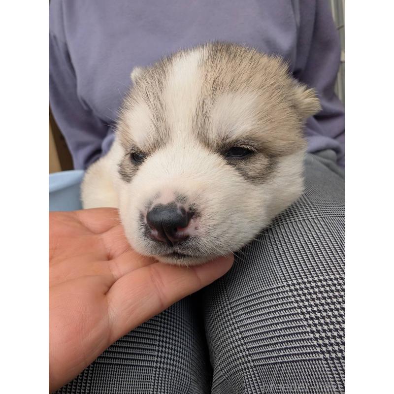 販売中の宮崎県のシベリアンハスキー-432099の4枚目