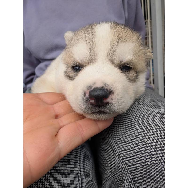 販売中の宮崎県のシベリアンハスキー-432099の3枚目