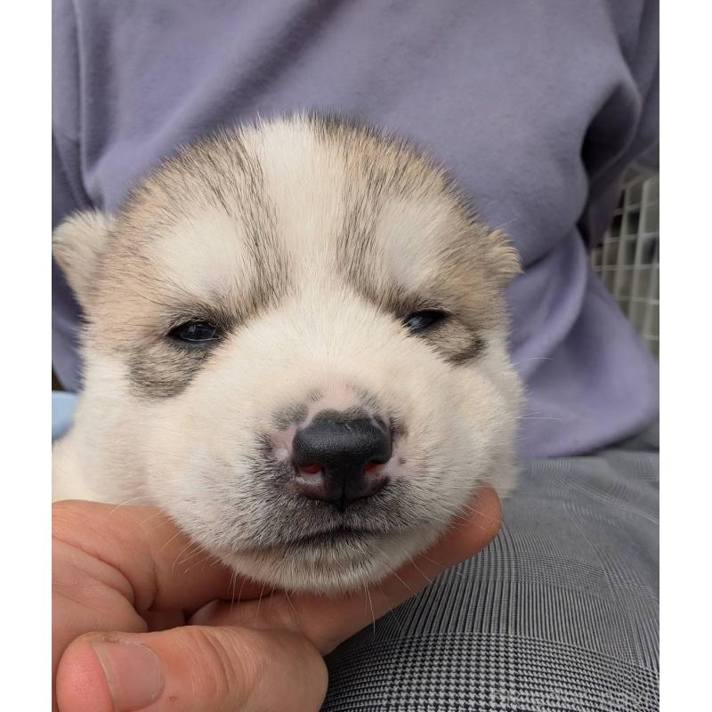 販売中の宮崎県のシベリアンハスキー-432099の2枚目