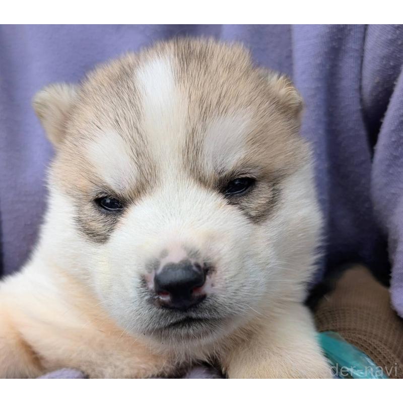 販売中の宮崎県のシベリアンハスキー-432099の1枚目