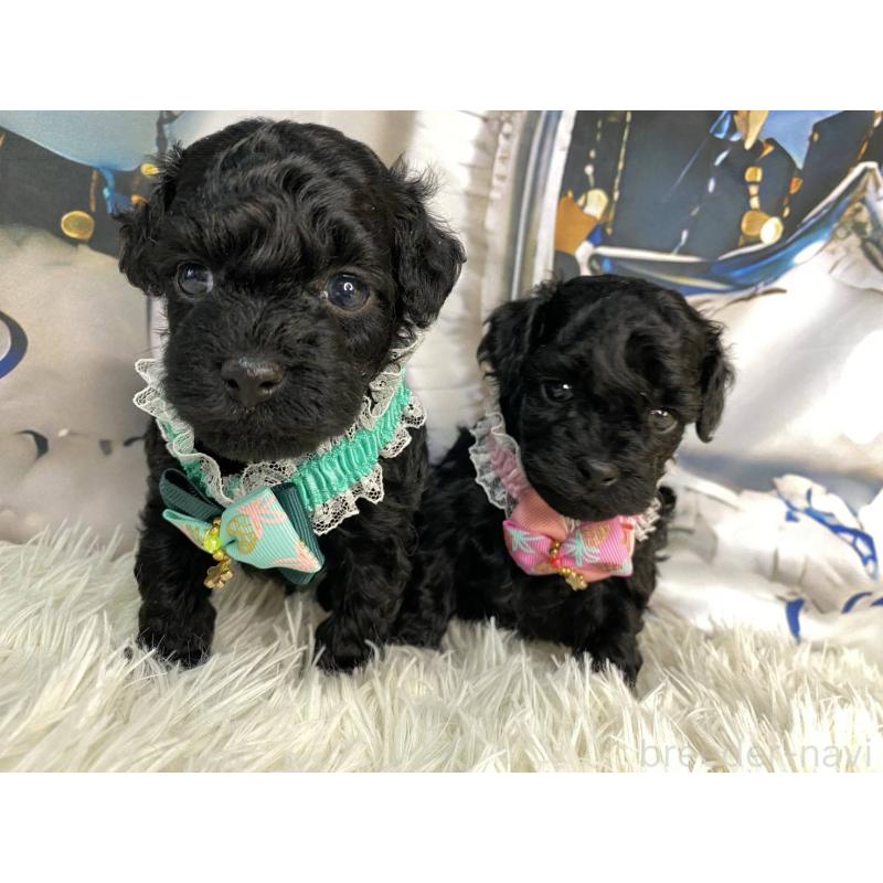 成約済の神奈川県のタイニープードル-430207の11枚目