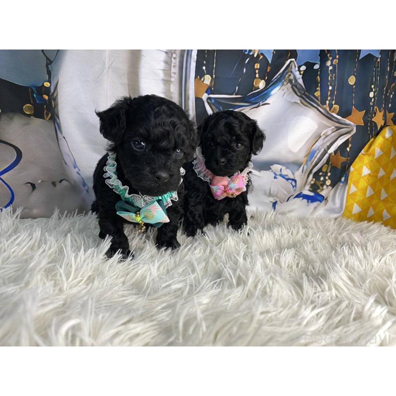 成約済の神奈川県のタイニープードル-430207の10枚目