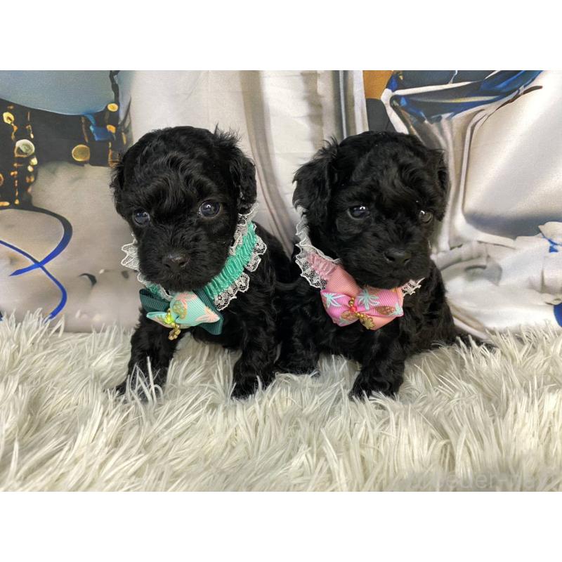 成約済の神奈川県のタイニープードル-430207の9枚目