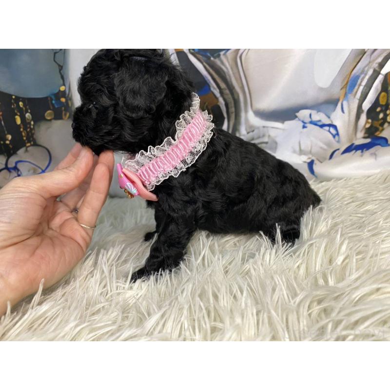 成約済の神奈川県のタイニープードル-430207の6枚目