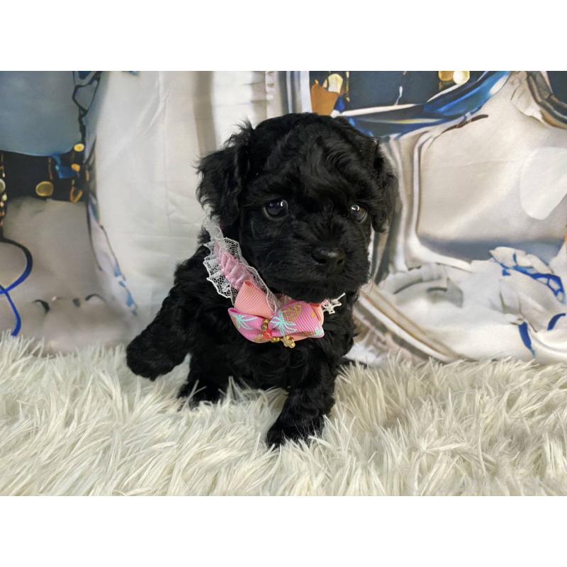 販売中の神奈川県のタイニープードル-430207