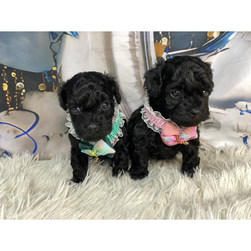 成約済の神奈川県のタイニープードル-430206の8枚目