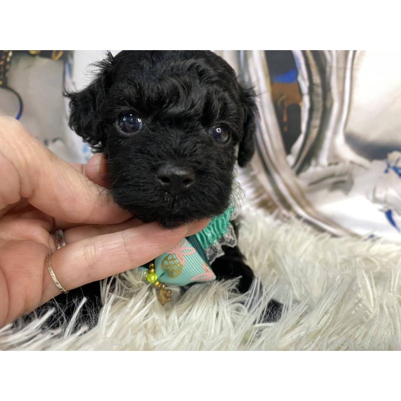 成約済の神奈川県のタイニープードル-430206の4枚目