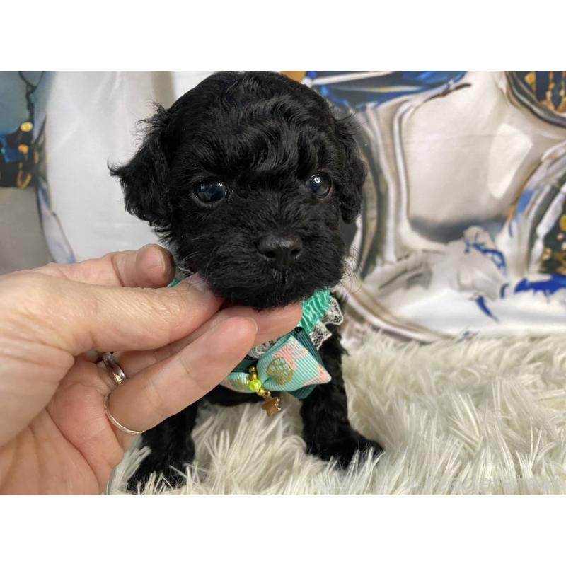 販売中の神奈川県のタイニープードル-430206