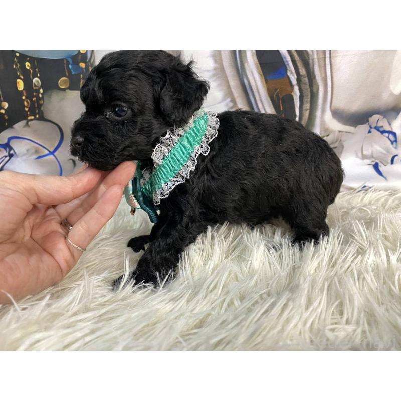 成約済の神奈川県のタイニープードル-430206の3枚目