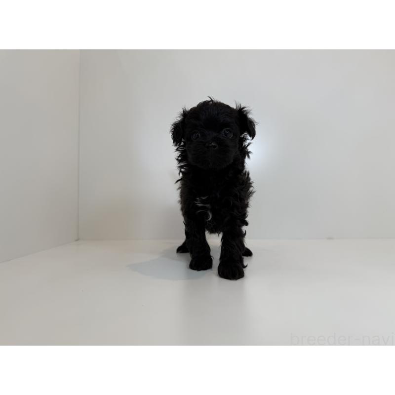 販売中の山口県のポメプー:ポメラニアン×トイプードル-432101の3枚目