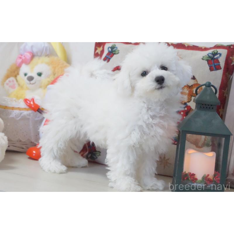 販売中の神奈川県のビションフリーゼ-429279の5枚目