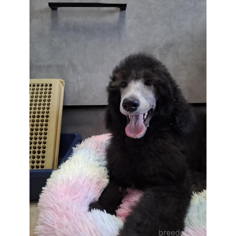 成約済の群馬県のスタンダードプードル-417099の8枚目