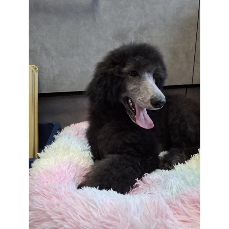 成約済の群馬県のスタンダードプードル-417099の7枚目