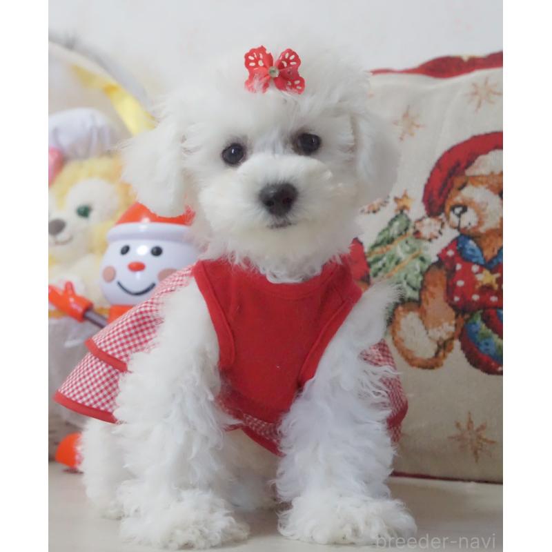 販売中の神奈川県のビションフリーゼ-429279の4枚目