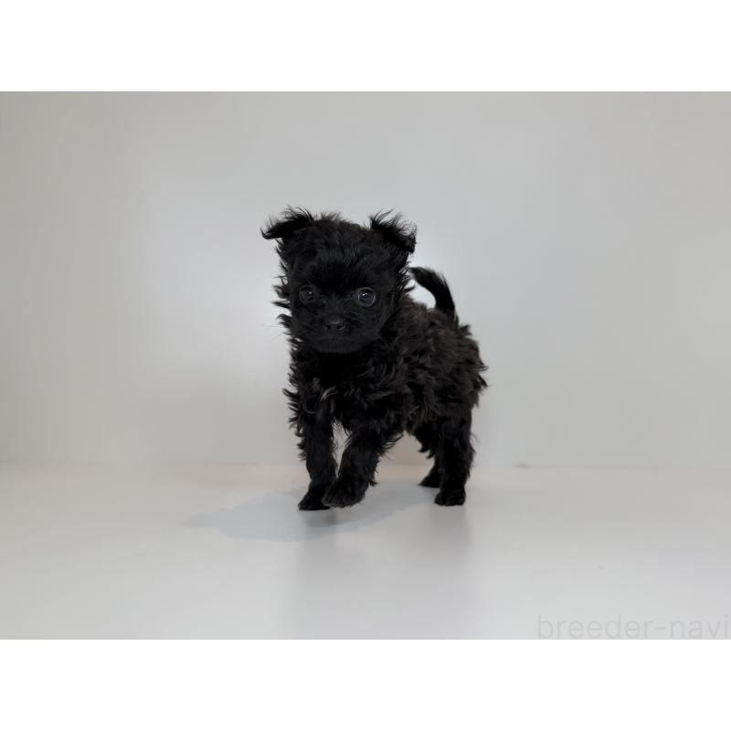 販売中の山口県のポメプー:ポメラニアン×トイプードル-432102の3枚目