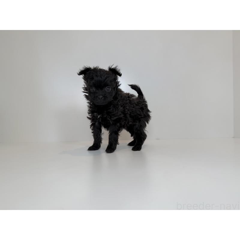 販売中の山口県のポメプー:ポメラニアン×トイプードル-432102の2枚目