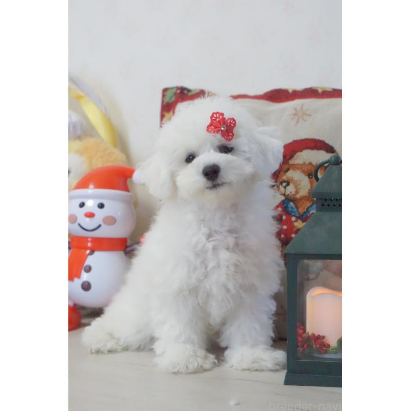 販売中の神奈川県のビションフリーゼ-429279の3枚目