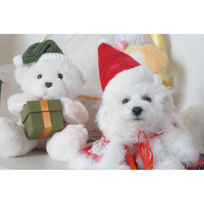 販売中の神奈川県のビションフリーゼ-429279の2枚目