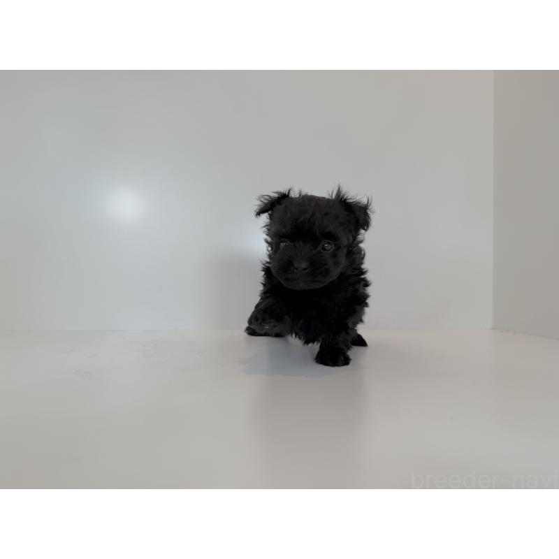 販売中の広島県のポメプー:ポメラニアン×トイプードル-432104の3枚目