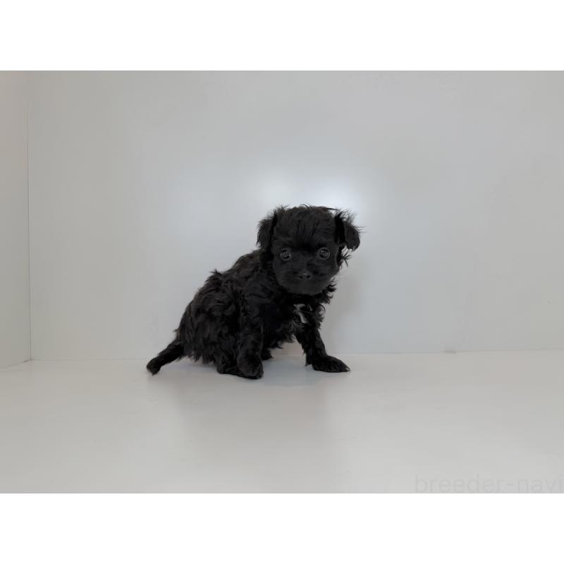 販売中の広島県のポメプー:ポメラニアン×トイプードル-432105の2枚目