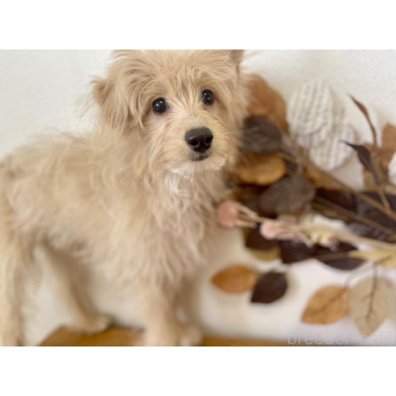 販売中の福岡県のポメプー:ポメラニアン×トイプードル-406552の12枚目