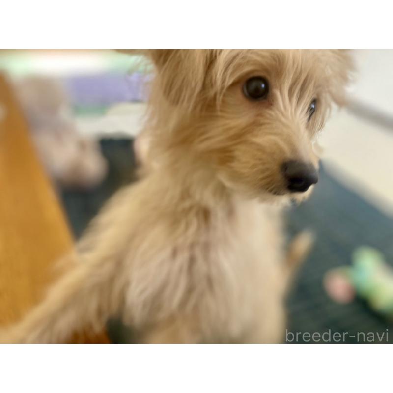 販売中の福岡県のポメプー:ポメラニアン×トイプードル-406552の11枚目