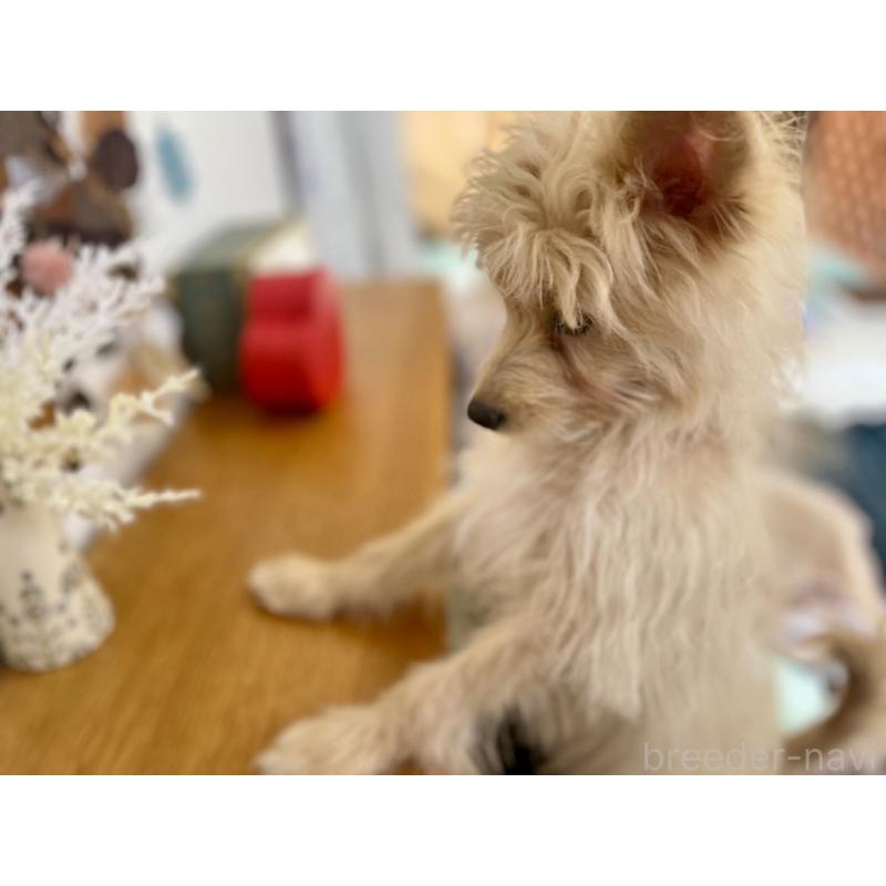 販売中の福岡県のポメプー:ポメラニアン×トイプードル-406552の10枚目