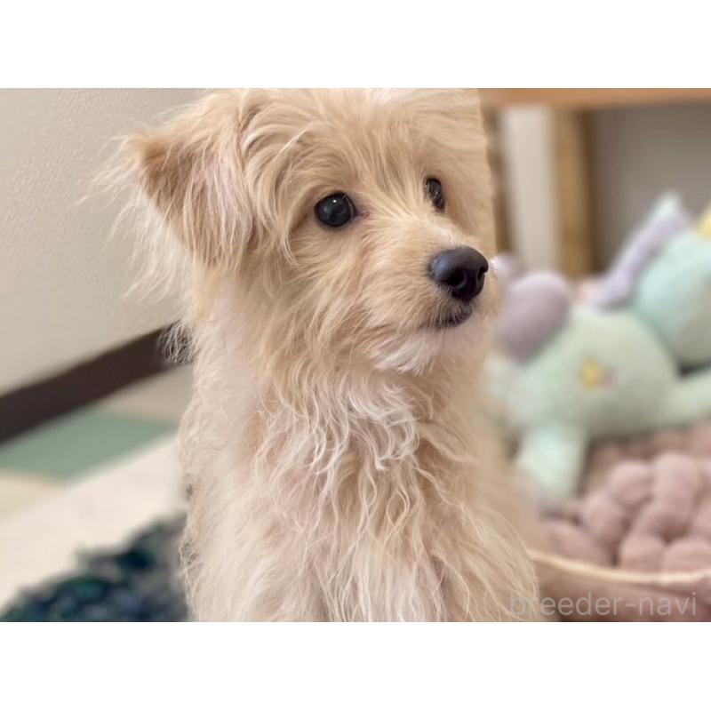 販売中の福岡県のポメプー:ポメラニアン×トイプードル-406552の9枚目