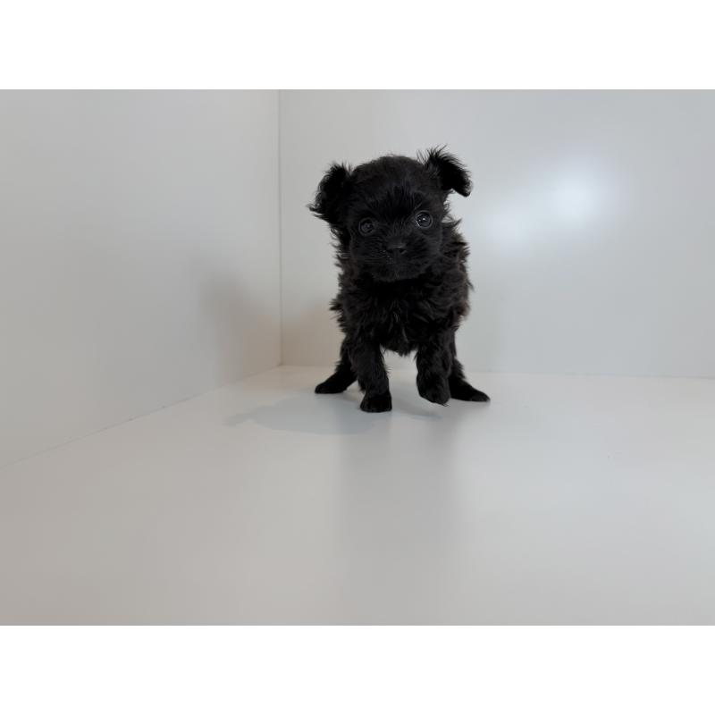 販売中の広島県のポメプー:ポメラニアン×トイプードル-432107の3枚目