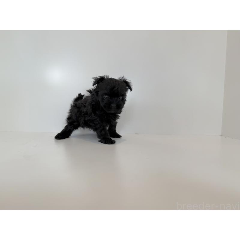 販売中の広島県のポメプー:ポメラニアン×トイプードル-432107の2枚目