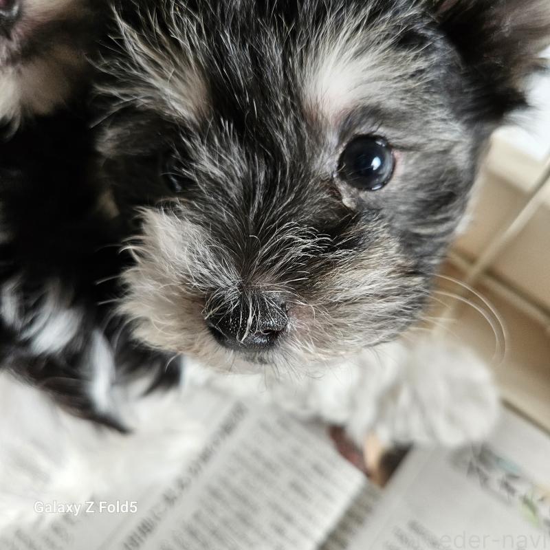 販売中の愛知県のチワマル:チワワ×マルチーズ-432108の24枚目