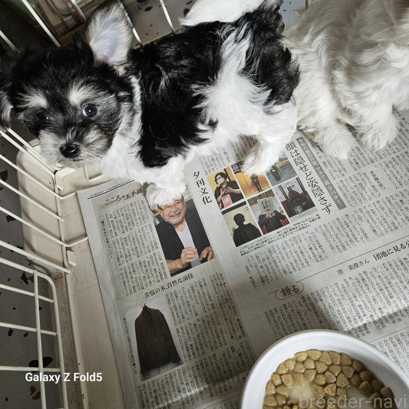 販売中の愛知県のチワマル:チワワ×マルチーズ-432108の23枚目