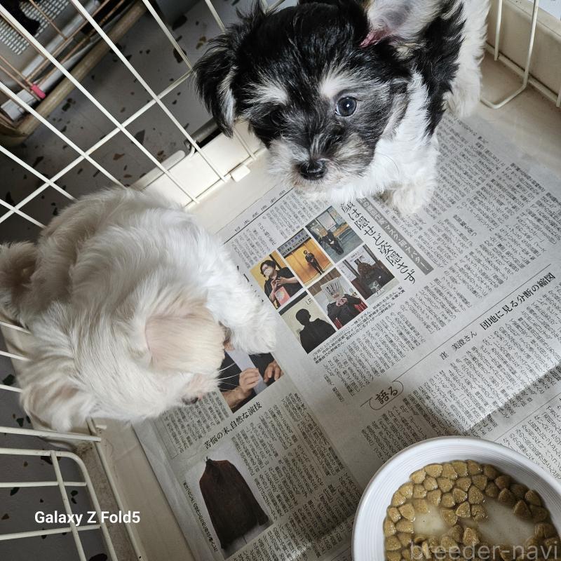 販売中の愛知県のチワマル:チワワ×マルチーズ-432108の22枚目