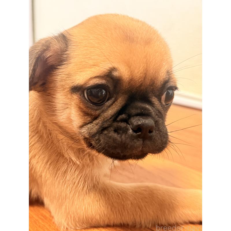 成約済の福岡県のチワパグ:チワワ×パグ-426282の9枚目