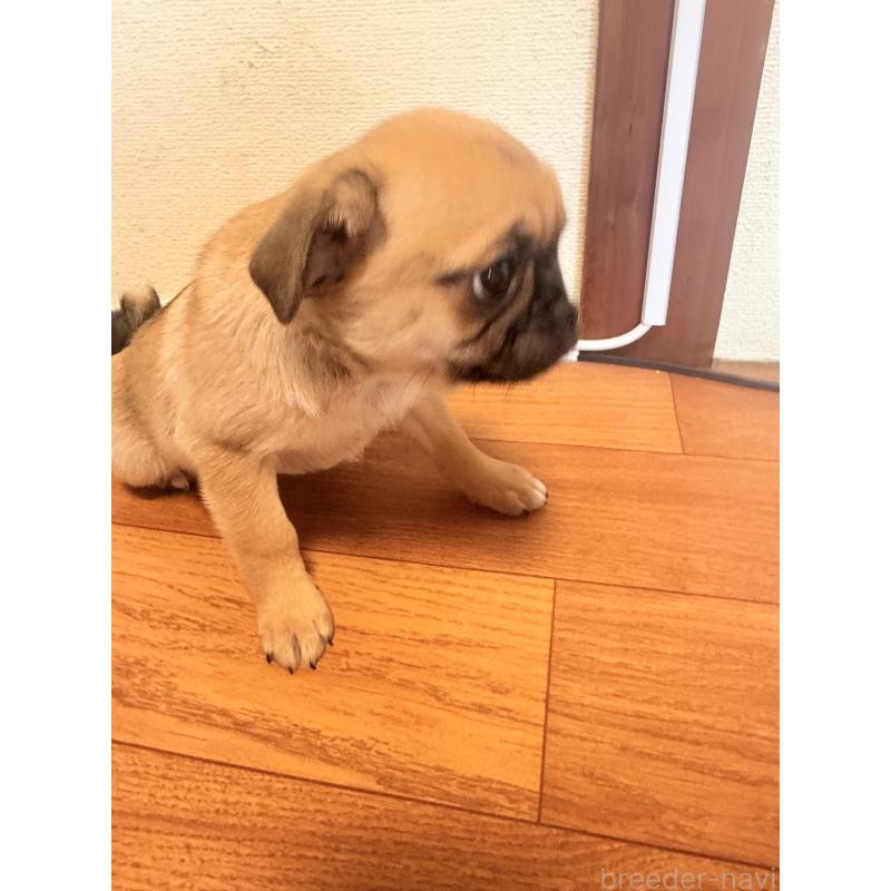 成約済の福岡県のチワパグ:チワワ×パグ-426282の8枚目