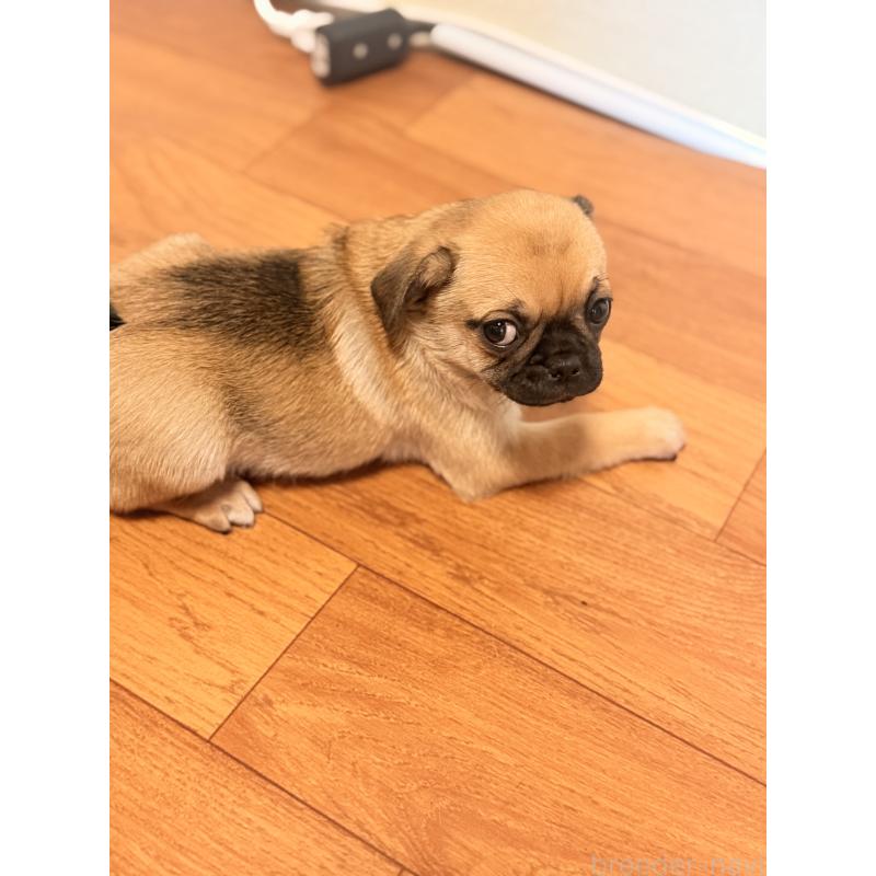 成約済の福岡県のチワパグ:チワワ×パグ-426282の7枚目