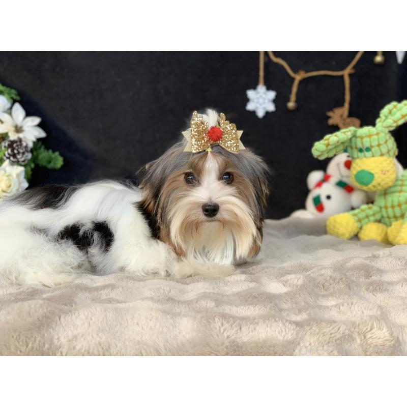 販売中の大分県のビューワーテリア-394320の10枚目