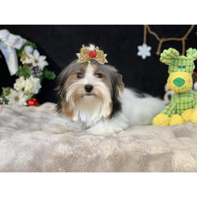 販売中の大分県のビューワーテリア-394320の9枚目