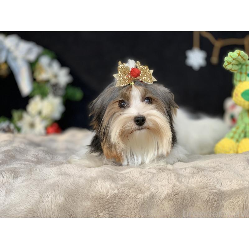 販売中の大分県のビューワーテリア-394320の8枚目