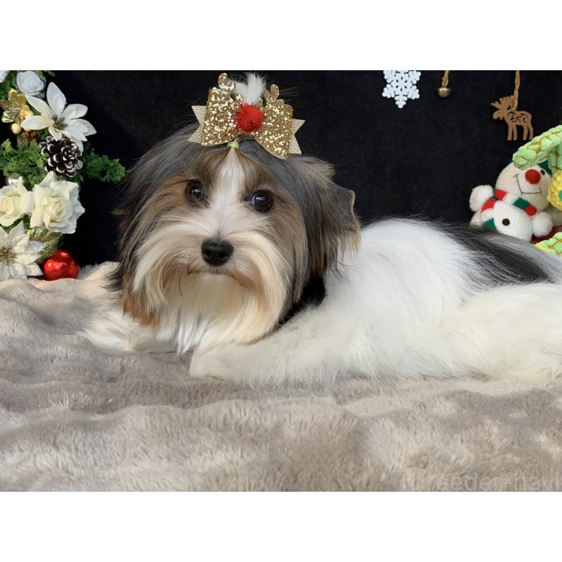 販売中の大分県のビューワーテリア-394320の6枚目