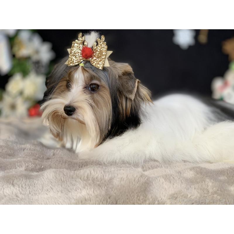 販売中の大分県のビューワーテリア-394320の5枚目