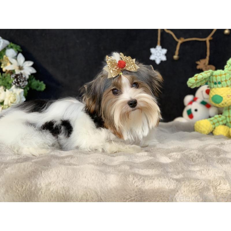 販売中の大分県のビューワーテリア-394320の3枚目