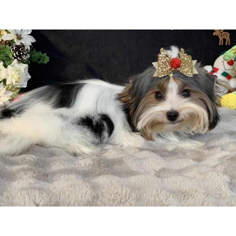 販売中の大分県のビューワーテリア-394320の2枚目