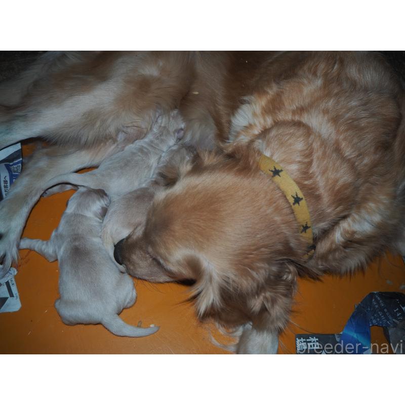 商談中の山梨県のゴールデンレトリーバー-431953の45枚目