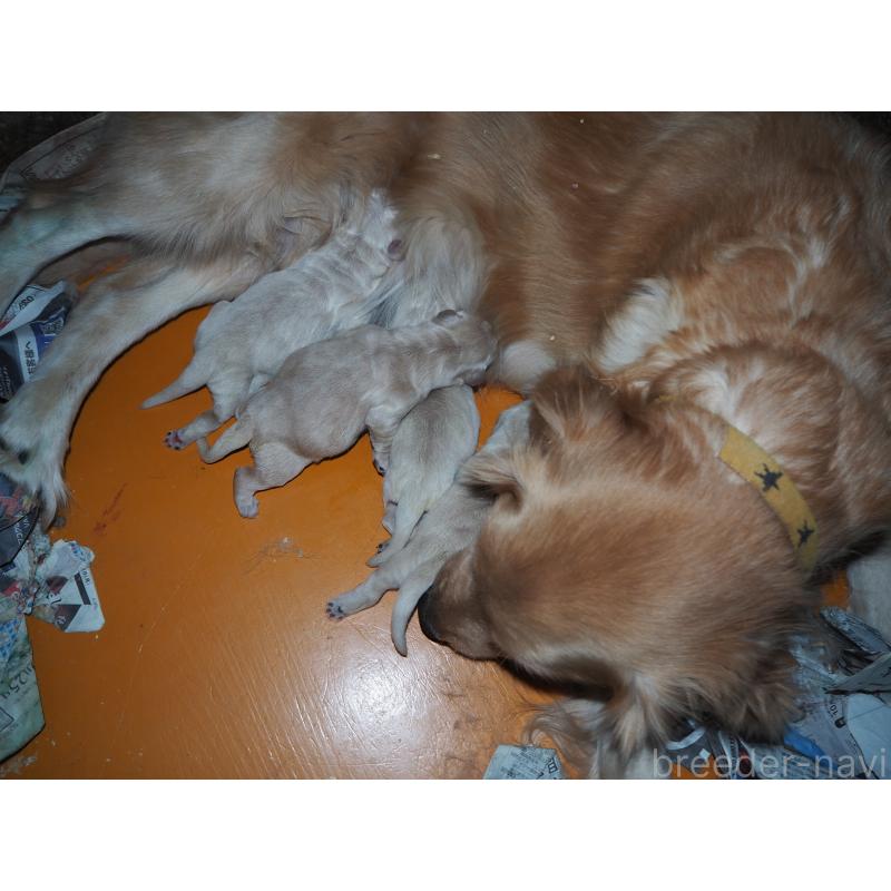 商談中の山梨県のゴールデンレトリーバー-431953の44枚目